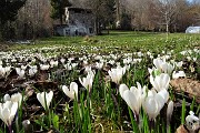36 Distesa di crocus